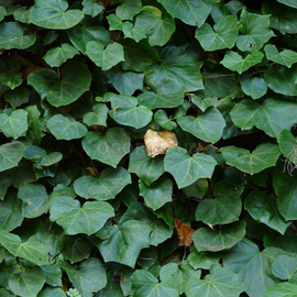 Семена плюща таврического, вечнозеленого / Hedera taurica Carriere, ТМ OGOROD - 15 ягод