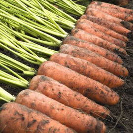 Семена моркови «Каскад» F1 / Kaskad, ТМ Bejo Zaden - 1 грамм