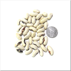 Семена фасоли зерновой «Ласточка», ТМ OGOROD - 10 грамм