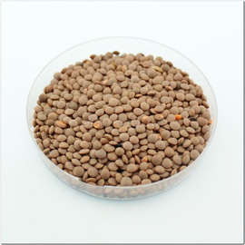 Семена чечевицы мелкосемянной, ТМ OGOROD - 10 грамм