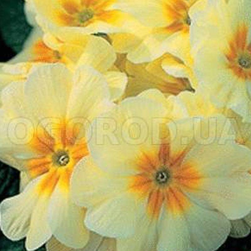 Кликните для увеличения изображения Семена примулы «Роксет» / Roxet Pastel Yellow, ТМ «Kitano Seeds» - 5 семян
