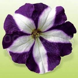 Семена петунии крупноцветковой, серии Домино, «Голубая Звезда» F1 / Petunia grandiflora, Domino, Blue Star F1, ТМ «Kitano Seeds» - 5 драже