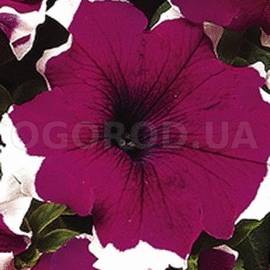 Семена петунии крупноцветковой, серии Серенада, «Пурпурная» F1 / Petunia grandiflora, Serenade, Purple F1, ТМ «Kitano Seeds» - 5 драже