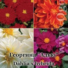 Семена георгины Адью, смесь / Dahlia x hybrida, ТМ Kitano Seeds - 10 семян в пробирке