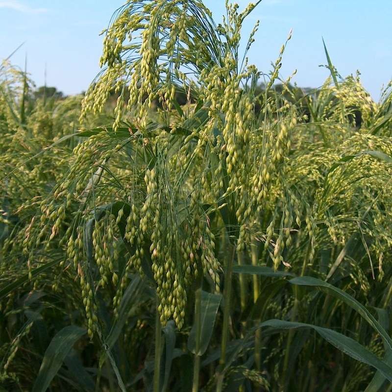 Кликните для увеличения изображения Семена просо «Константиновское» / Panicum, НПФ «Дриада» - 10 грамм(1400 семян)