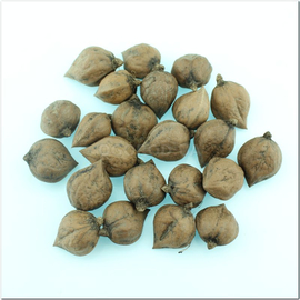 Семена сердцевидного ореха / Juglans cordiformis Мах., ТМ OGOROD - 10 орехов