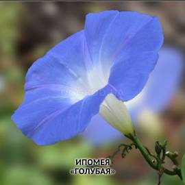 Семена ипомеи «Голубая», ТМ OGOROD - 1 грамм