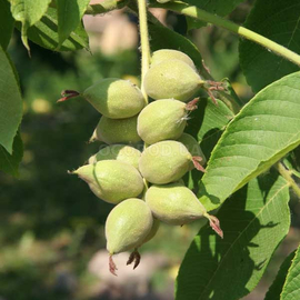 Семена маньчжурского ореха, ТМ OGOROD - 1 шт