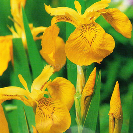 Семена ириса болотного, желтого / Iris pseudacorus, ТМ «ГАВРИШ» - 3 семечка