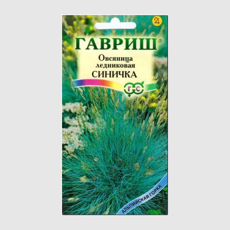 Посев овсяницы на рассаду. Овсяница сизая Гавриш. Овсяница ледниковая синичка Гавриш. Гавриш овсяница ледниковая. Овсяница голубая семена.