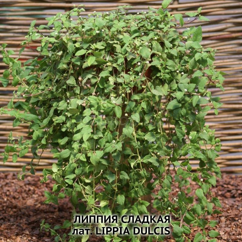 Кликните для увеличения изображения Семена липпии сладкой / Lippia dulcis, ТМ OGOROD - 5 семян