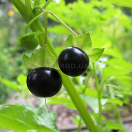 Семена сарахи съедобной / Jaltomata procumbens, ТМ OGOROD - 5 семян