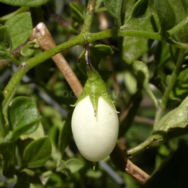 Семена сальпихроа ромбической / Salpichroa rhomboidea, ТМ OGOROD - 5 семян