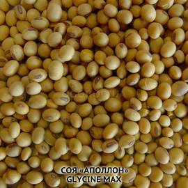 Семена сои «Аполлон», ТМ OGOROD - 25 грамм