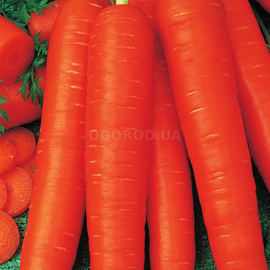 Семена моркови «Лонге Роте (Безсердцевинная)», ТМ «ГАВРИШ», б/п - 2 грамма
