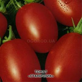Семена томата «Станичник», ТМ ИОБ НААН - 10 семян