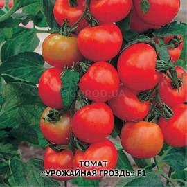 Семена томата «Урожайная гроздь» F1, ТМ OGOROD - 20 семян