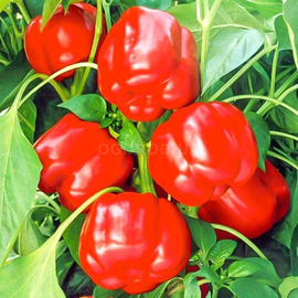 Семена перца сладкого «Красный квадрат», ТМ «ГЕЛИОС» - 30 семян