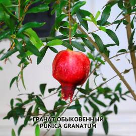 Семена граната обыкновенного / Punica granatum, ТМ OGOROD - 10 семян