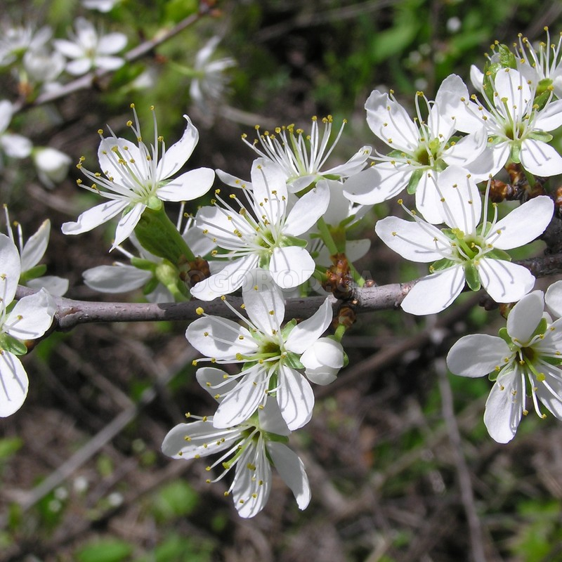 Кликните для увеличения изображения Семена терновника / Prunus spinosa, ТМ OGOROD - 10 семян