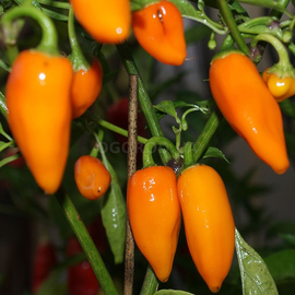 Семена перца острого «Jalapeno Orange» (Халапеньо оранжевый), серия «От автора» - 50 семян