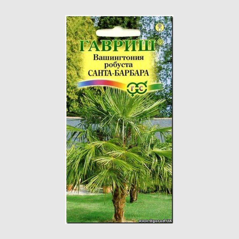 Кликните для увеличения изображения Семена вашингтонии мощной «Санта-Барбара», ТМ «ГАВРИШ» - 3 семечка
