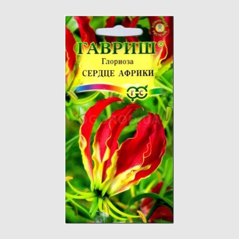 Кликните для увеличения изображения Семена глориозы великолепной «Сердце Африки», ТМ «ГАВРИШ» - 3 семечка