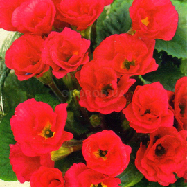 Семена примулы махровой F1 «Розанна красная» / Primula acaulis, ТМ «ГАВРИШ» - 4 семечки
