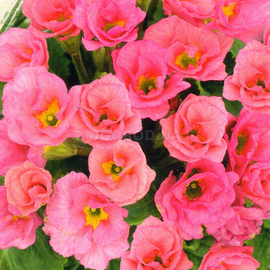 Семена примулы махровой F1 «Розанна розовая» / Primula acaulis, ТМ «ГАВРИШ» - 4 семечки