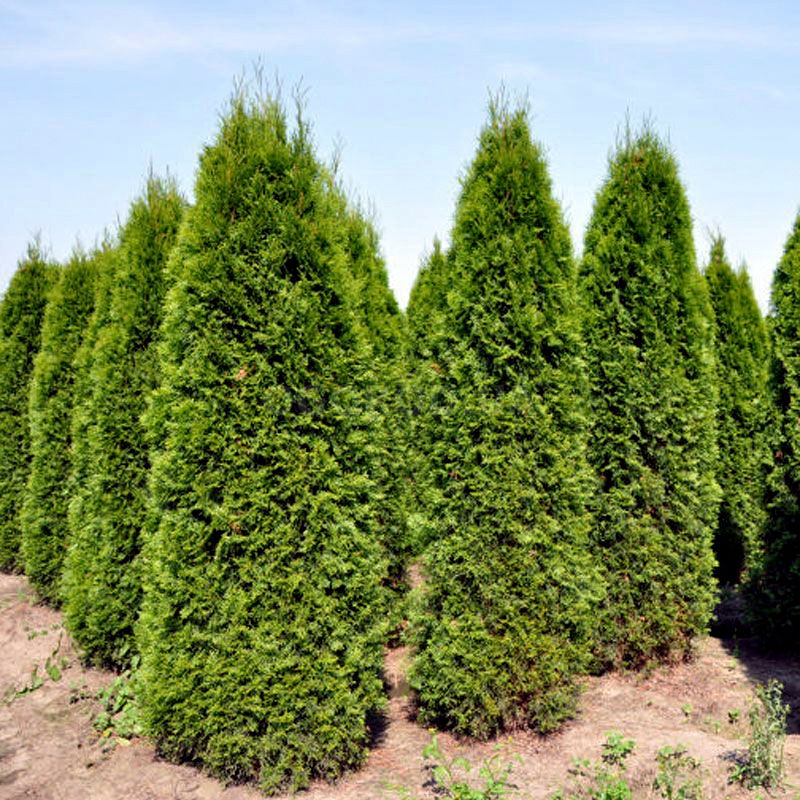 Кликните для увеличения изображения Семена туи западной колоновидной / Thuja occidentalis columna, ТМ OGOROD - 1000 семян (ОПТ)