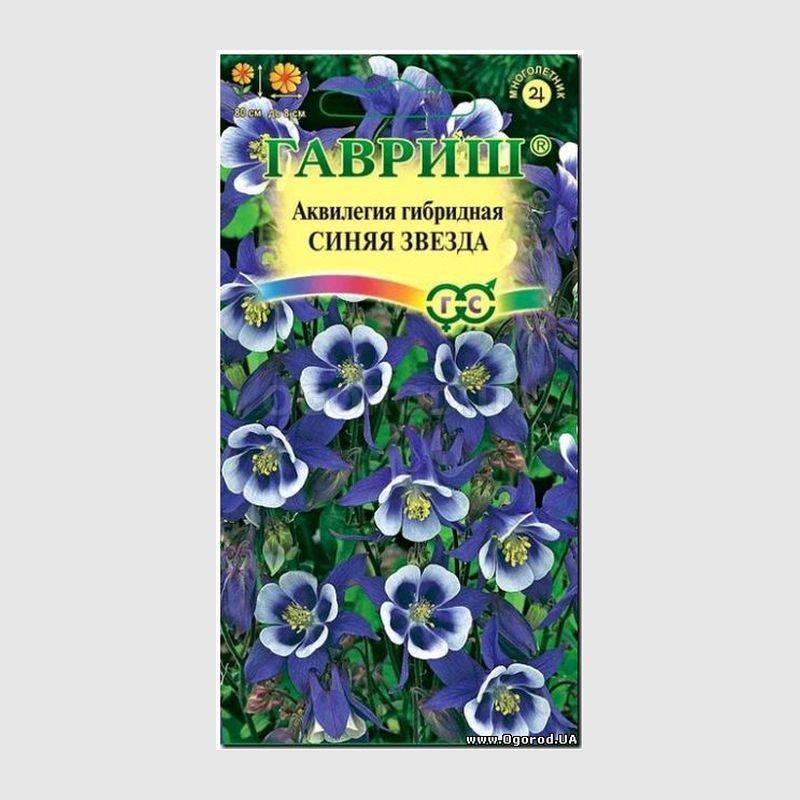 Кликните для увеличения изображения Семена аквилегии гибридной «Синяя звезда», ТМ «ГАВРИШ» - 0,1 грамм
