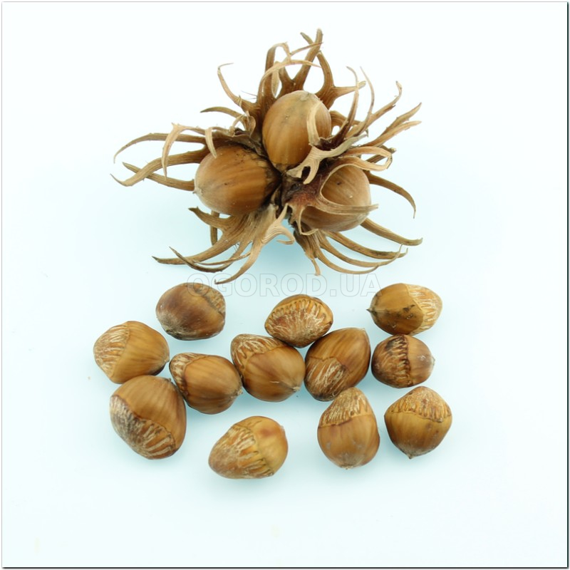 Кликните для увеличения изображения Семена медвежего ореха / Corylus colurna, ТМ OGOROD - 5 семян