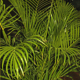 Семена пальмы «Хамедорея изящная» / Chamaedorea elegans, ТМ «Агропак» - 5 семян