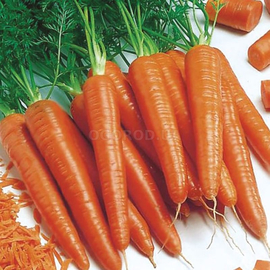 Семена моркови «Трафорд» F1 / Trafford F1, ТМ Rijk Zwaan - 1 грамм
