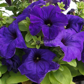 Семена петунии фиолетовой, ТМ OGOROD - 100 грамм (900000 семян)