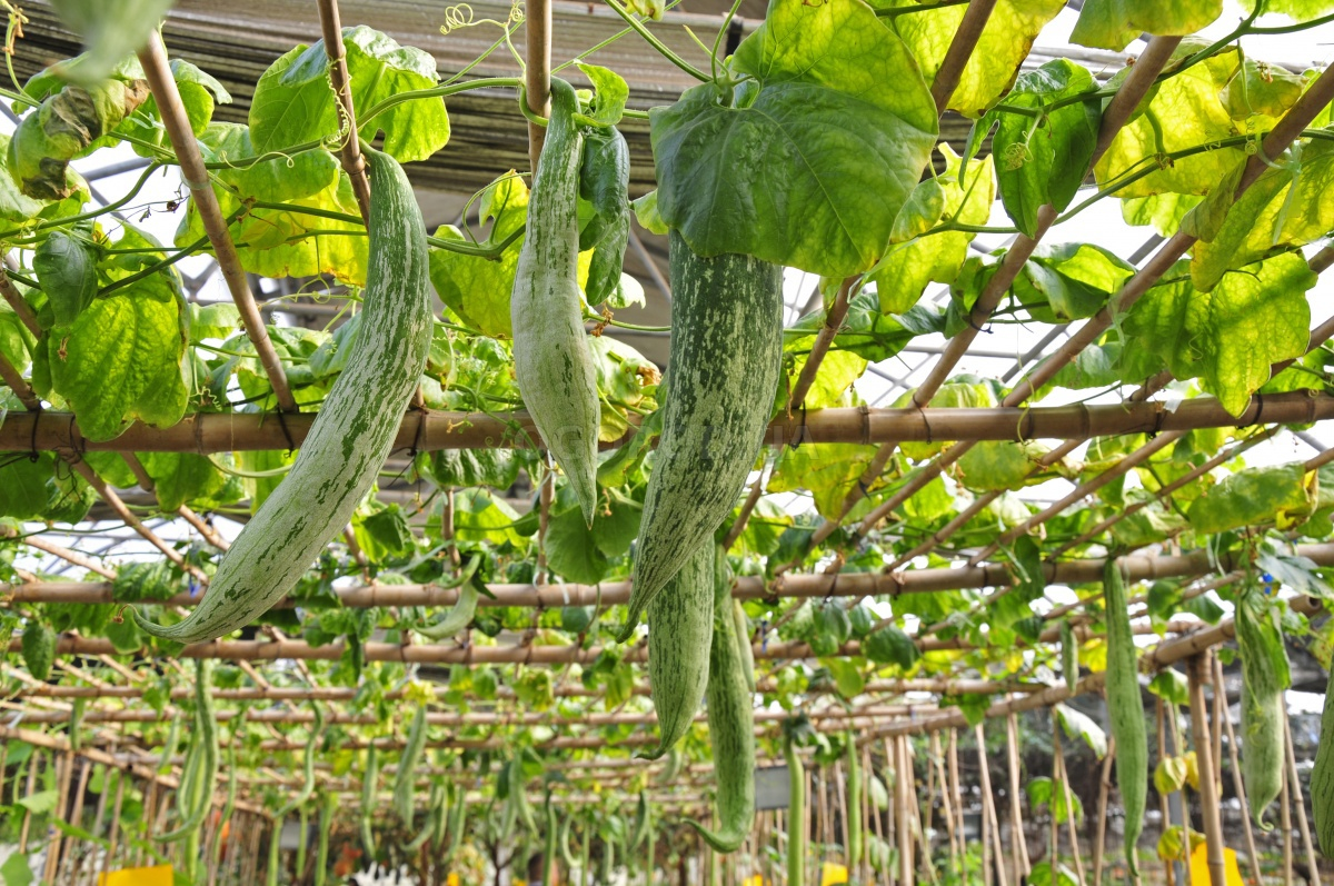 Кликните для увеличения изображения Семена трихозанта змеевидного / Trichosanthes cucumerina, ТМ OGOROD - 3 семечка