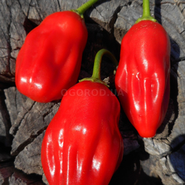 Семена перца острого «Aji Ecuadorian red» (Аджи Эквадориан ред), серия «От автора» - 50 семян