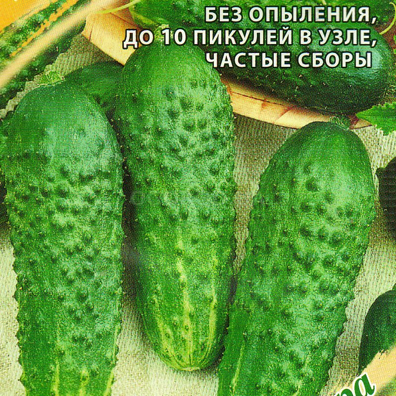 Кликните для увеличения изображения УЦЕНКА - Семена огурца «Пикник» F1, ТМ «ГАВРИШ» - 10 семян