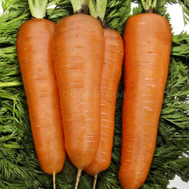 Семена моркови «Курода шантанэ» F1, ТМ United Genetics (Италия) - 1 грамм