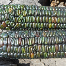 Семена кукурузы попкорн «Оаксаканская зеленая» / Oaxacan Green, TM OGOROD - 50 семян