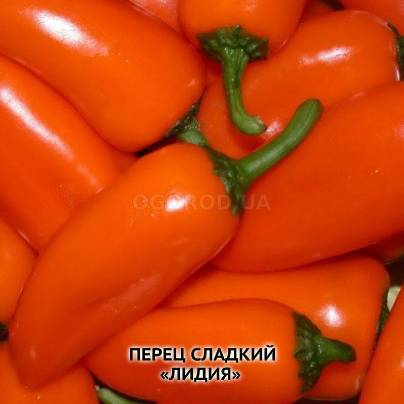 Семена перца сладкого «Венти», ТМ OGOROD - 10 семян купить недорого винтернет-магазине семян OGOROD.ua