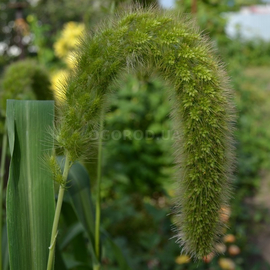 Семена сетарии (лисий хвост) / Setaria, ТМ OGOROD - 200 семян