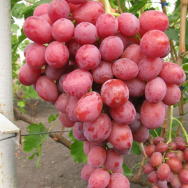 Семена винограда «Дюжина», ТМ OGOROD - 10 семян