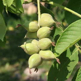 Семена маньчжурского ореха, ТМ OGOROD - 100 шт.