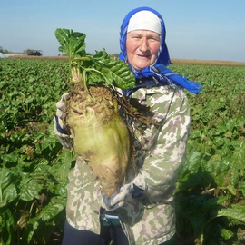 Семена свеклы кормовой «Лада» (одноростковая), ТМ OGOROD (пр-во Украина) - 400 грамм