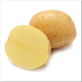 Клубни картофеля «Сюзанна», ТМ «ЧерниговЭлитКартофель» - 17 кг (мешок/сетка)