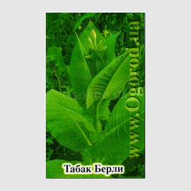 Семена табака «Burley» (Берли), ТМ OGOROD - 2500 семян (ОПТ - 10 пакетов по 250 семян)
