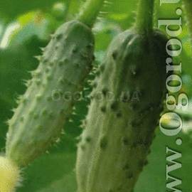 Семена огурца «Вихрь» F1, ТМ OGOROD - 10 семян