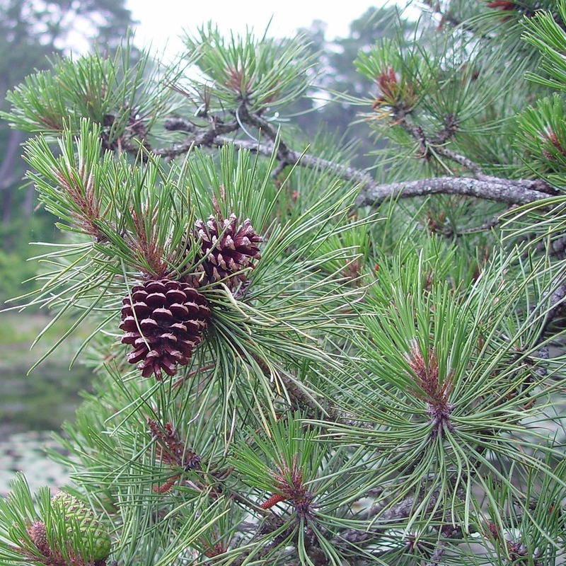 Кликните для увеличения изображения Семена сосны жёсткой / Pinus rigida, ТМ OGOROD - 20 семян