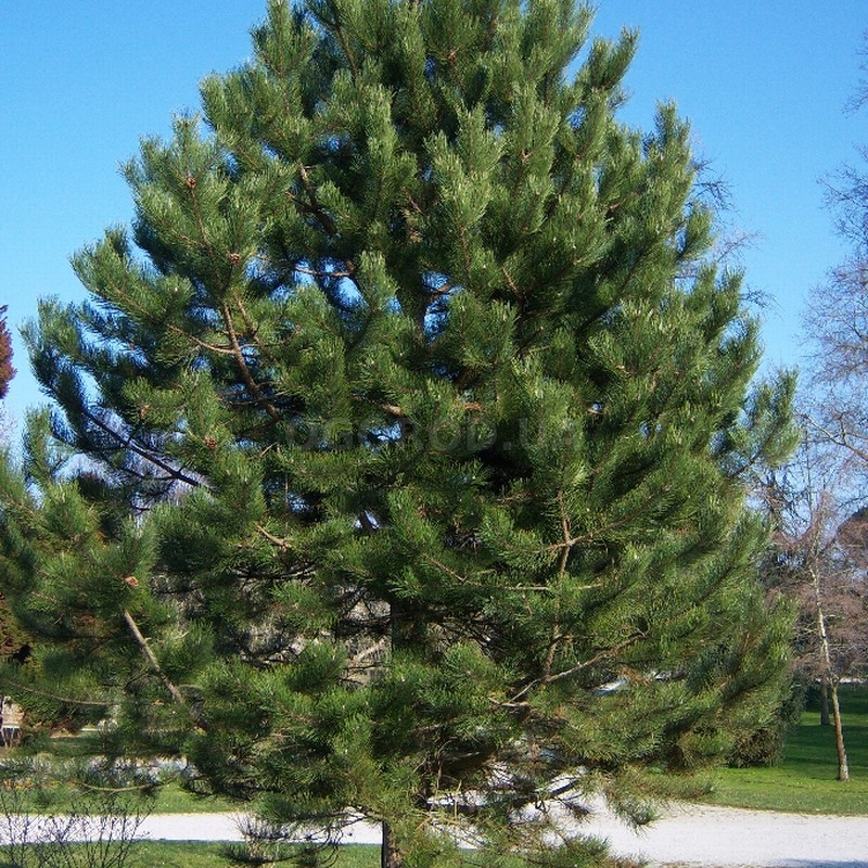 Кликните для увеличения изображения Семена сосны чёрной / Pinus nigra, ТМ OGOROD - 20 семян